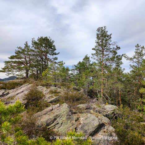 Herbrandsheia og Venaheia