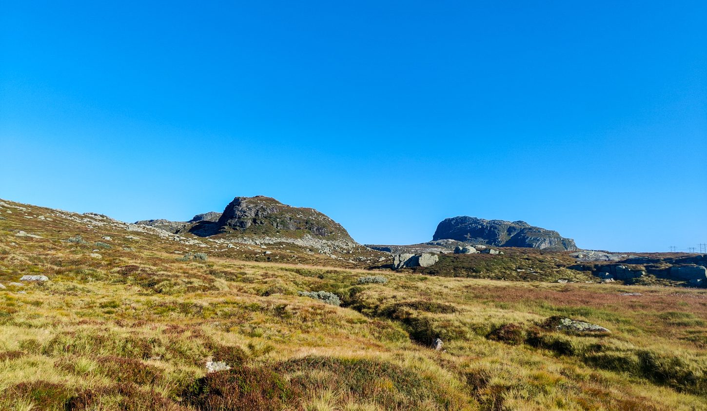 Sandsaskarnuten, Karinuten og Grovnuten