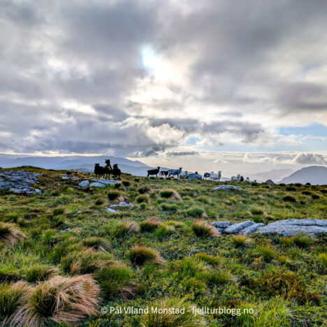 Soleimsgrønnuten